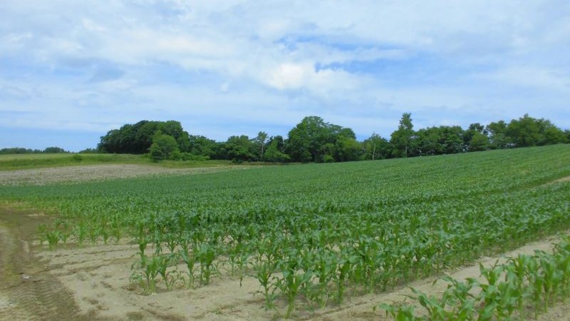 農産物情報　２０２５年６月２６日